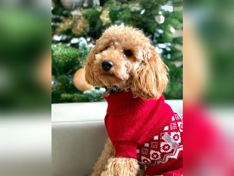 Apricot Fawn Zwergpudel Deckrüde Erfahren Ahnentafel Gentest Patella Katarakte frei, Zuchttauglich