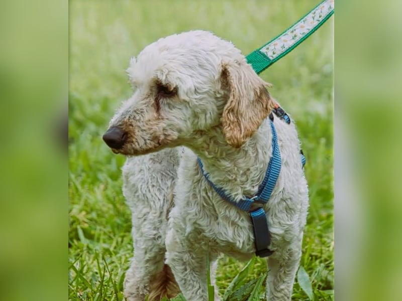 Bunny - ein liebenswerter Pudelmix