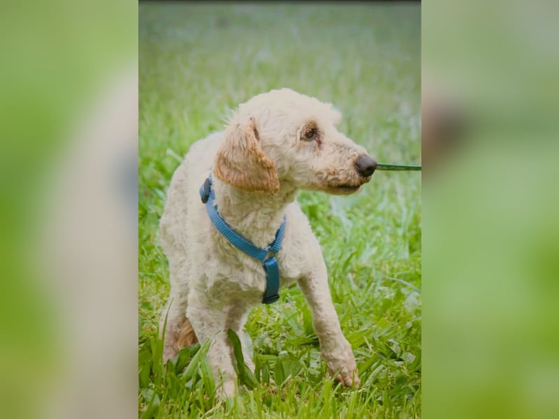 Bunny - ein liebenswerter Pudelmix