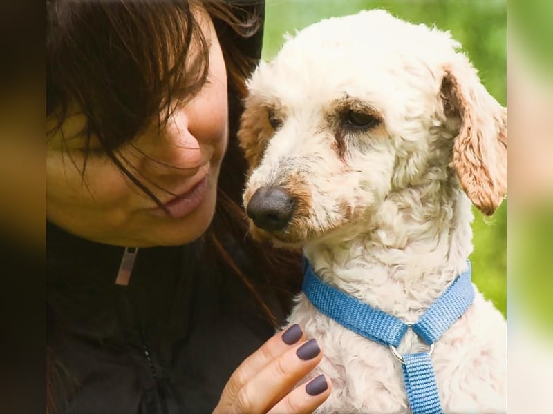 Bunny - ein liebenswerter Pudelmix