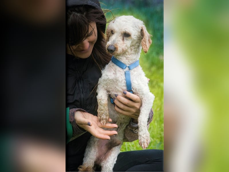 Bunny - ein liebenswerter Pudelmix