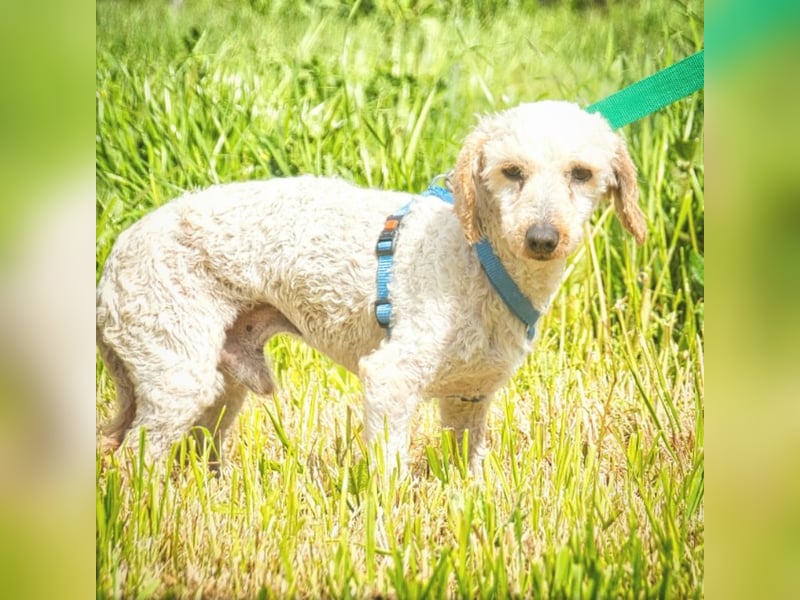 Bunny - ein liebenswerter Pudelmix