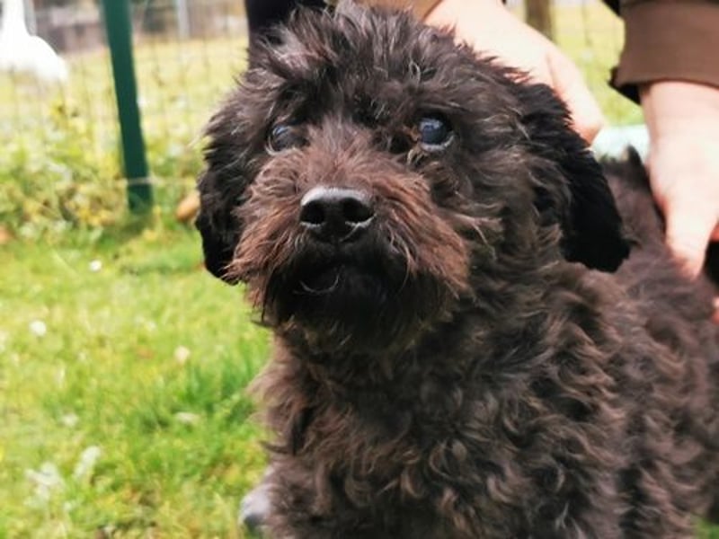 Leon, Pudelmix, geb. 2013, blinder, sehr lieber Hundeopa sucht Zuhause