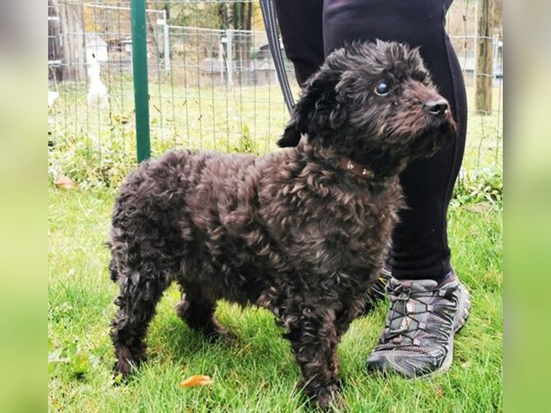 Leon, Pudelmix, geb. 2013, blinder, sehr lieber Hundeopa sucht Zuhause