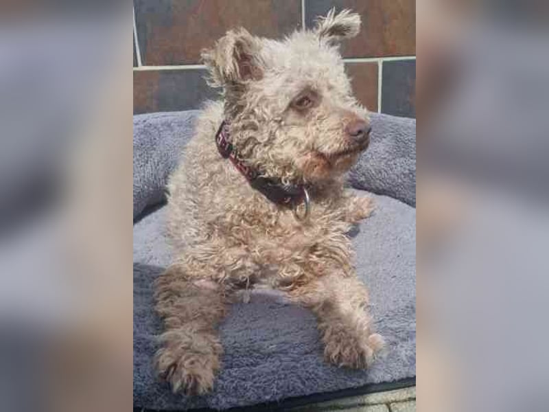 Sina, Pudelmix, geb. 2022, unkompliziert und liebe Hündin