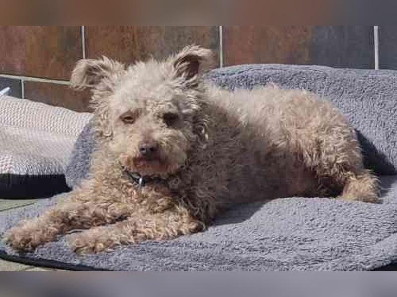 Sina, Pudelmix, geb. 2022, unkompliziert und liebe Hündin