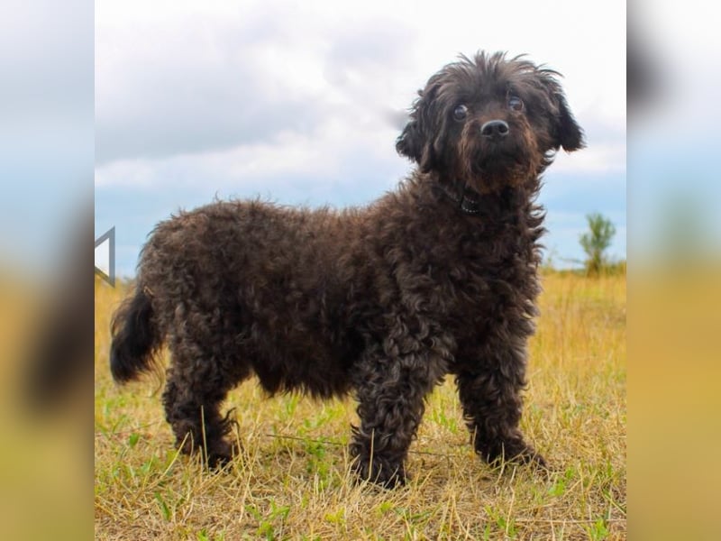 Leon, Pudelmix, geb. 2013, blinder, sehr lieber Hundeopa sucht Zuhause