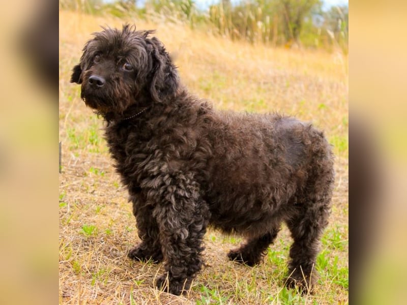 Leon, Pudelmix, geb. 2013, blinder, sehr lieber Hundeopa sucht Zuhause