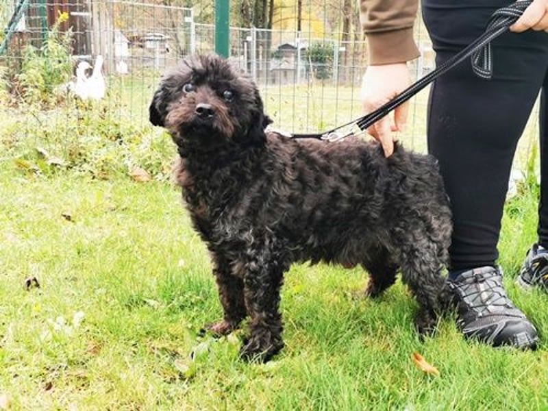 Leon, Pudelmix, geb. 2013, blinder, sehr lieber Hundeopa sucht Zuhause