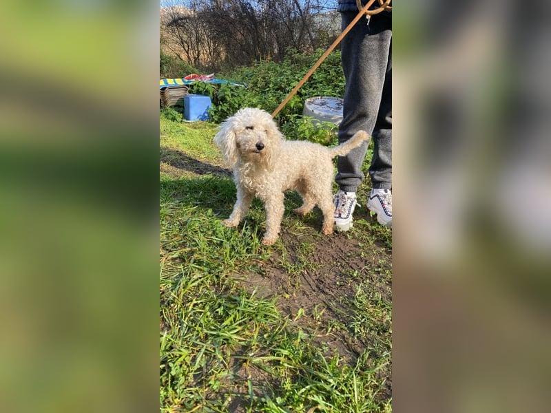 Mischa - zuckersüß, aber nicht aus Zucker