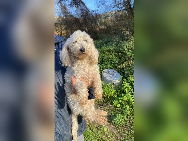 Mischa - zuckersüß, aber nicht aus Zucker