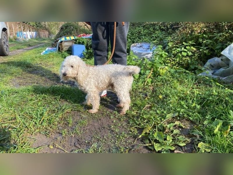 Mischa - zuckersüß, aber nicht aus Zucker