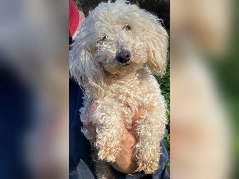 Mischa - zuckersüß, aber nicht aus Zucker