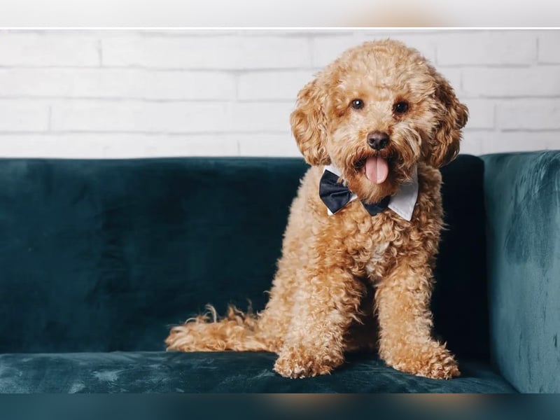 Toypudel Deckrüde sucht passende Hündin