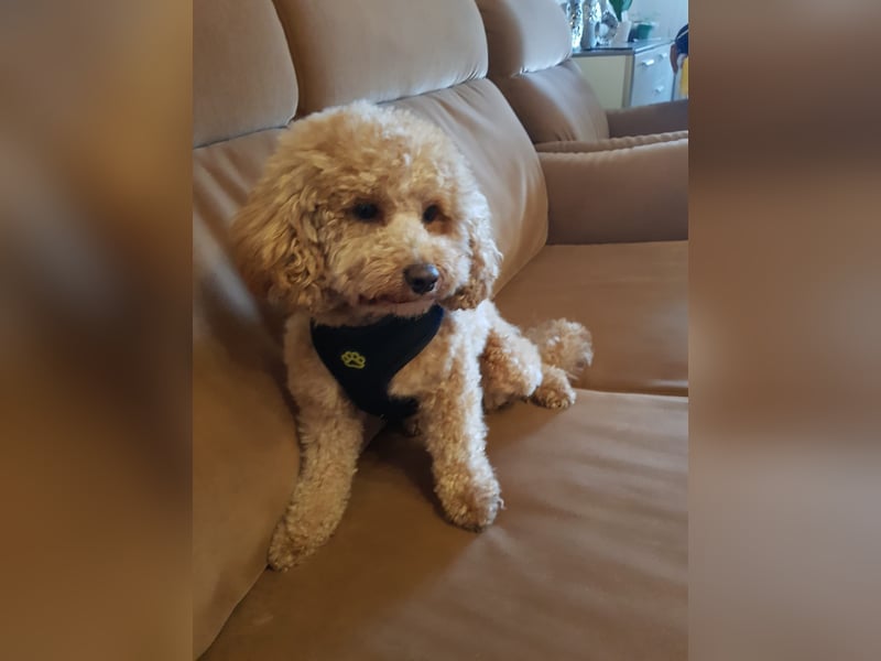 Toypudel Deckrüde sucht passende Hündin