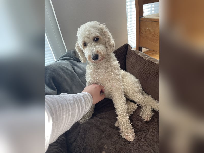 Rudi sucht ein neues Zuhause – mit dem richtigen Menschen an seiner Seite