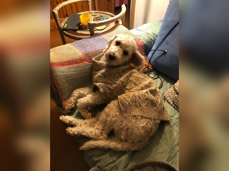 Rudi sucht ein neues Zuhause – mit dem richtigen Menschen an seiner Seite