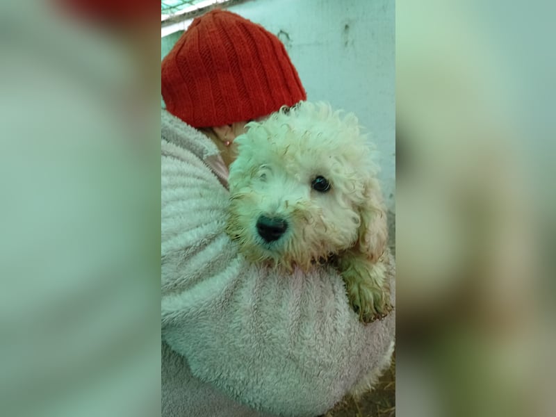 Vincent PP - Welpe möchte ankommen