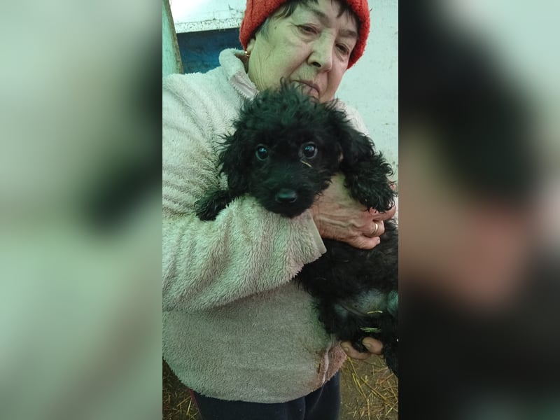 Virag PP - Pudelwelpin möchte ankommen