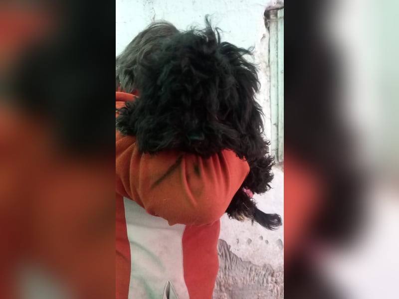 Julis2 PP - Pudelchen auf der Suche nach einem lieben Zuhause