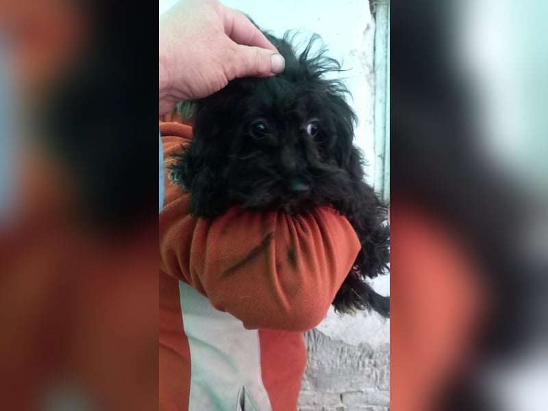 Julis2 PP - Pudelchen auf der Suche nach einem lieben Zuhause