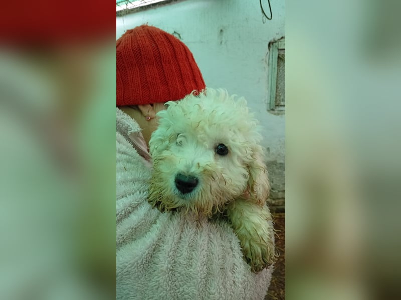 Vincent PP - Welpe möchte ankommen