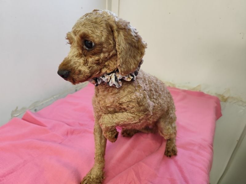 SHANTI - welche liebe Familie schenkt mir ein artgerechtes und behütetes Leben?