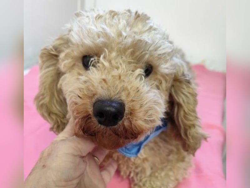 ETTA - wer schenkt der süßen Maus sein Herz und ein Zuhause?