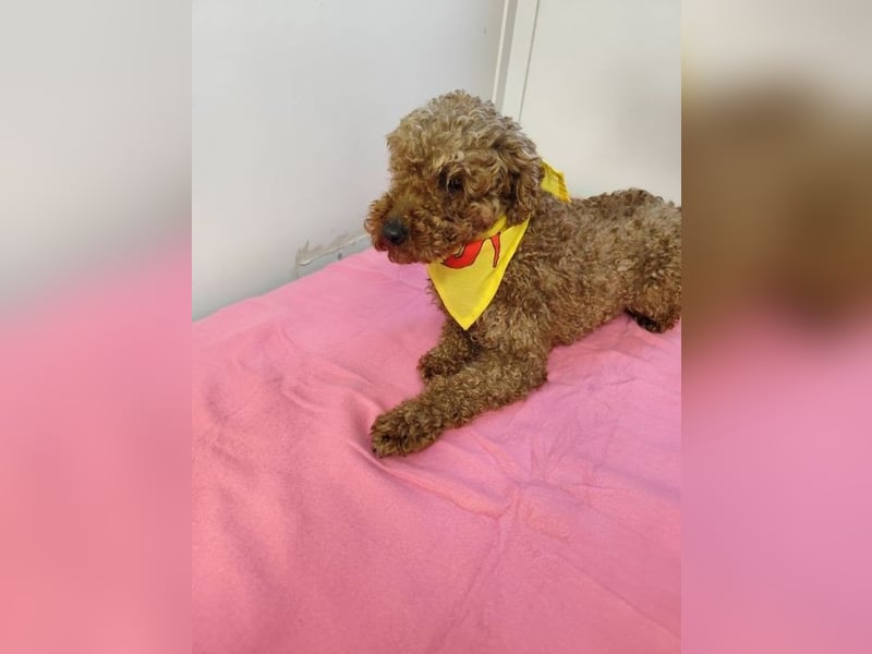 LJUBICKA - wer zeigt der kleinen Maus, wie schön ein Hundeleben sein kann?