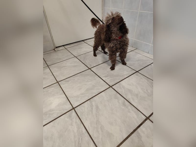 Pudel Nr. 3L - die lustige und aktive kleine Hündin träumt von einem tollen Zuhause