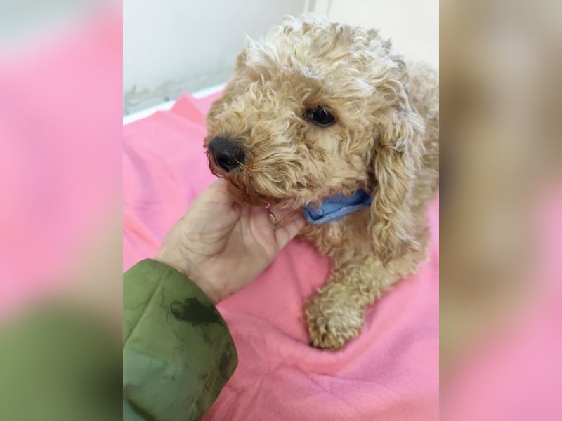 ETTA - wer schenkt der süßen Maus sein Herz und ein Zuhause?