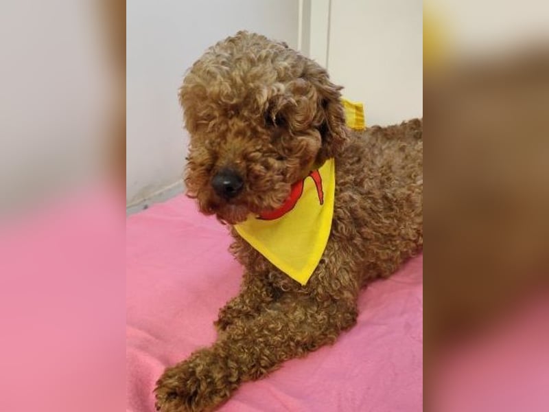 LJUBICKA - wer zeigt der kleinen Maus, wie schön ein Hundeleben sein kann?