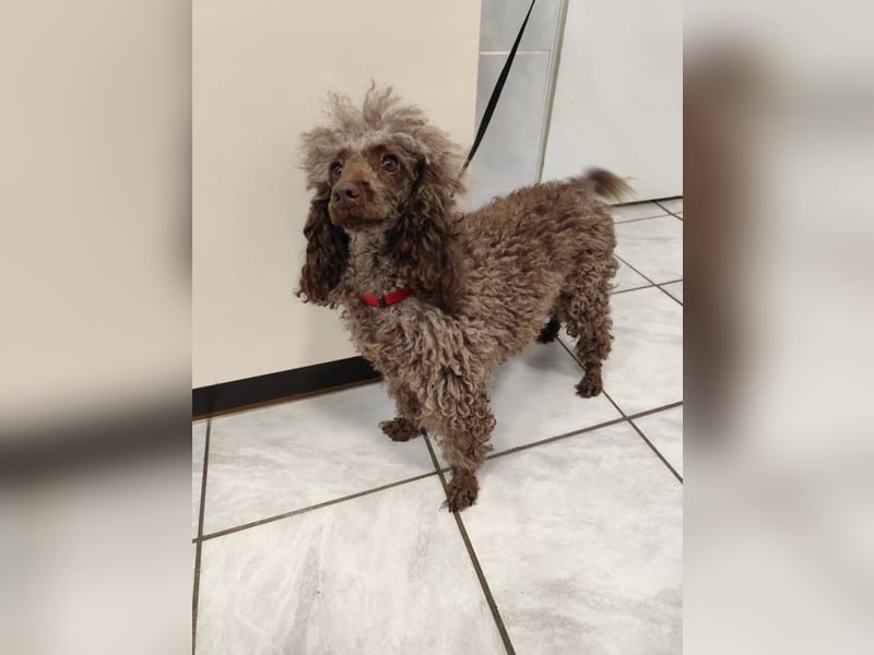 Pudel Nr. 3L - die lustige und aktive kleine Hündin träumt von einem tollen Zuhause