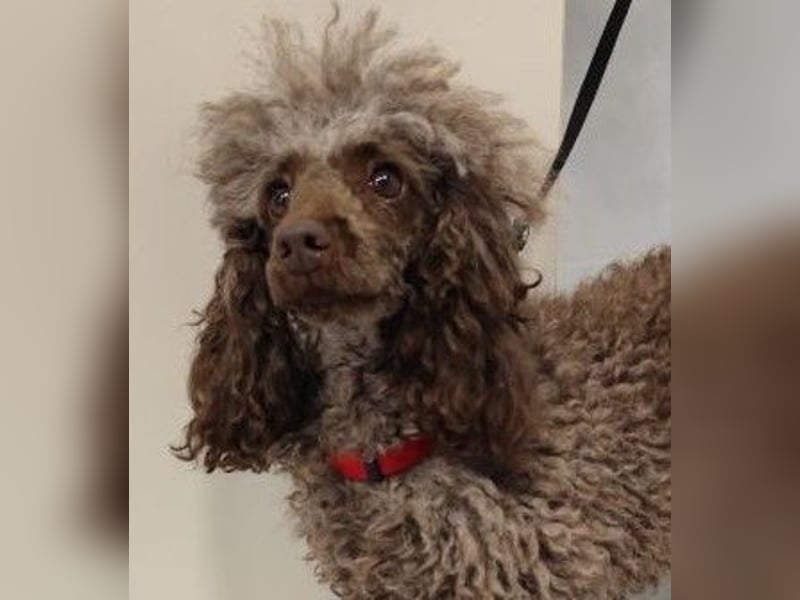 Pudel Nr. 3L - die lustige und aktive kleine Hündin träumt von einem tollen Zuhause