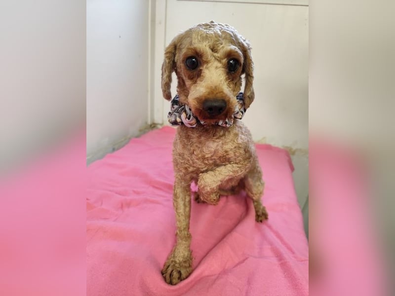 SHANTI - welche liebe Familie schenkt mir ein artgerechtes und behütetes Leben?