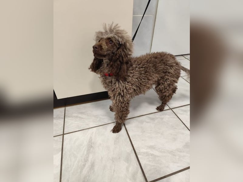 Pudel Nr. 3L - die lustige und aktive kleine Hündin träumt von einem tollen Zuhause