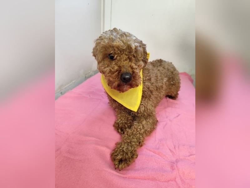 LJUBICKA - wer zeigt der kleinen Maus, wie schön ein Hundeleben sein kann?