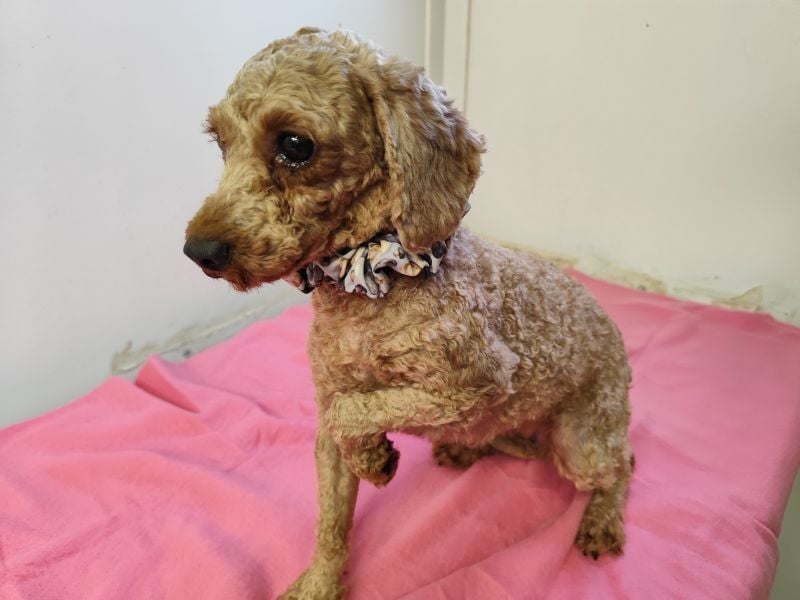 SHANTI - welche liebe Familie schenkt mir ein artgerechtes und behütetes Leben?