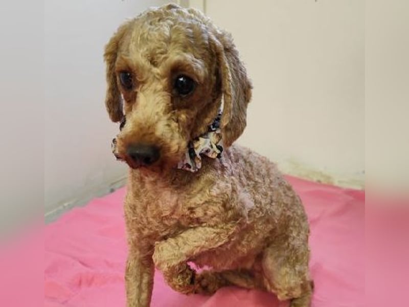 SHANTI - welche liebe Familie schenkt mir ein artgerechtes und behütetes Leben?