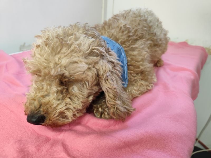 Chip-Nr. 84109 (intern 4L) - wer schenkt der süßen Maus sein Herz und ein Zuhause?