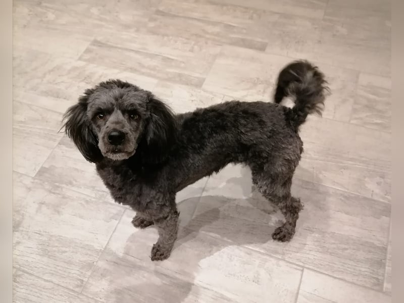 Maxie, super lieber Pudelmix geb. 2021