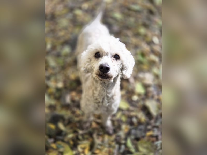 Cora, liebes, aktives Pudelmixmädchen geb. 2021