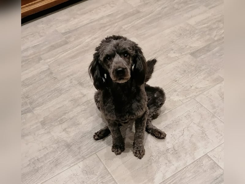 Maxie, super lieber Pudelmix geb. 2021