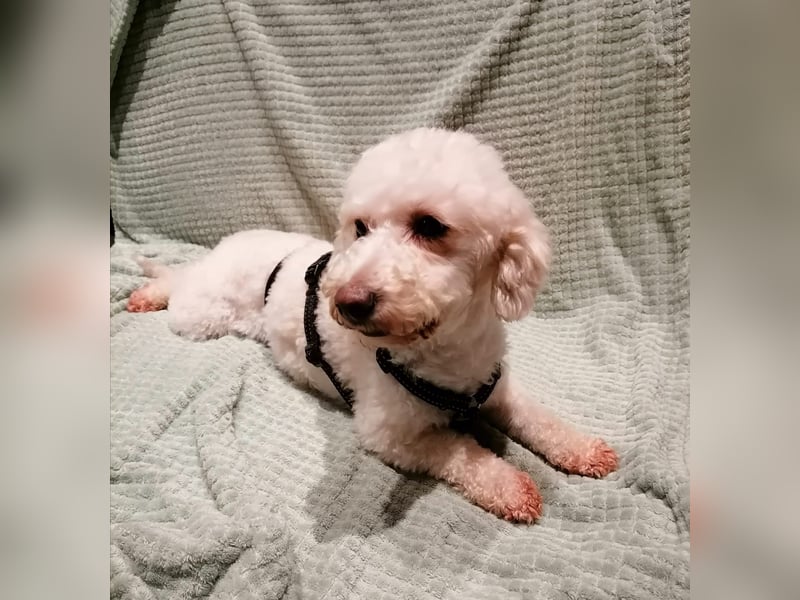 Cora, liebes KleinPudelmixmädchen geb. 2021