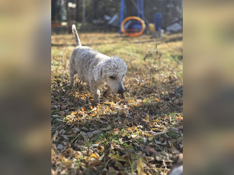 Cora, liebes, aktives Pudelmixmädchen geb. 2021