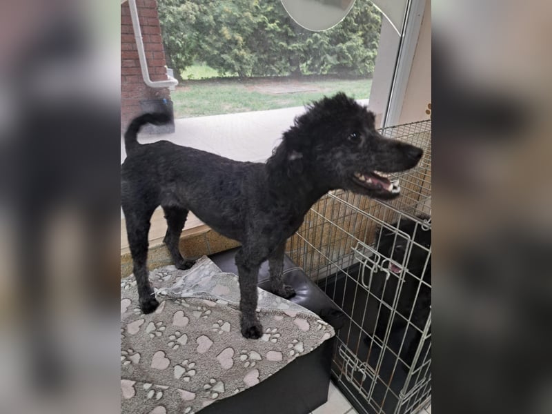 Klementina, liebe ruhuge PudelMix Hündin geb. 2024