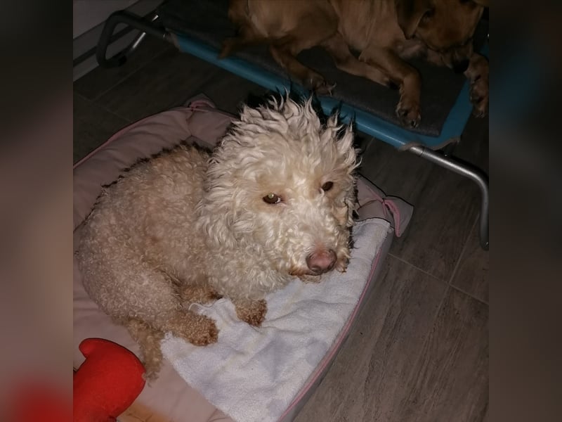 Cora, liebes KleinPudelmixmädchen geb. 2021