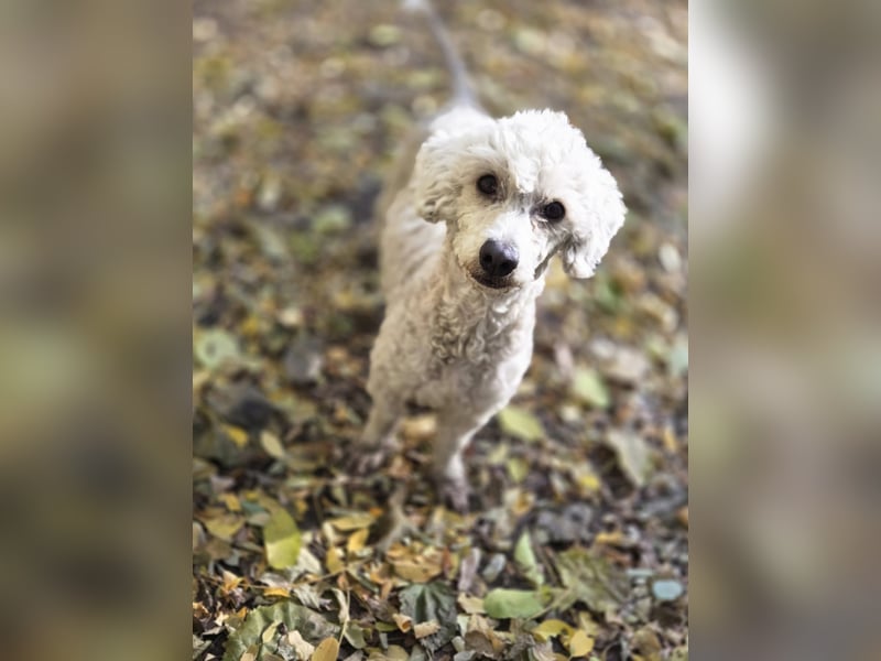 Cora, liebes, aktives Pudelmixmädchen geb. 2021