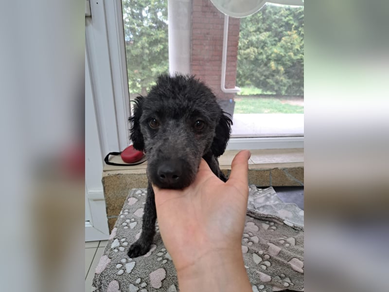 Klementina, liebe ruhuge PudelMix Hündin geb. 2024