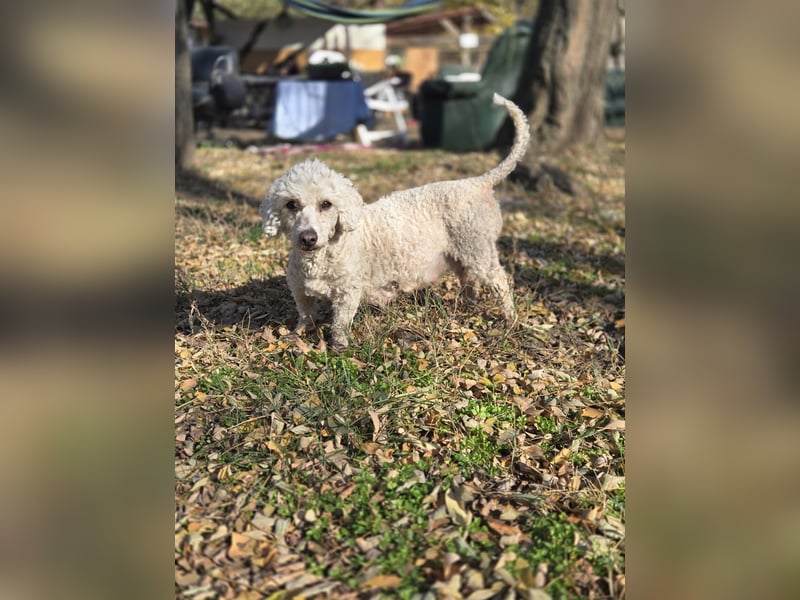 Cora, liebes, aktives Pudelmixmädchen geb. 2021